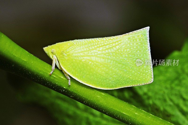 鱼雷bug (Siphanta Acuta)在分支上。